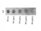 HUMAN Albumin (Biotin Conjugated)